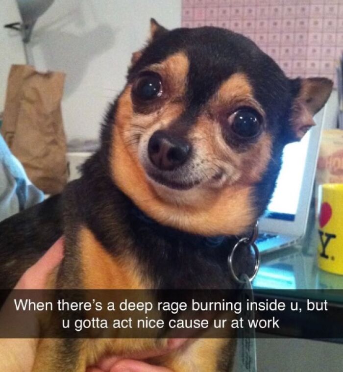Dog Toy Maker BARK Shared 35 Relatable Memes That Prove They Know Their Target Audience Well Dog Toy Maker BARK Shared 35 Relatable Memes That Prove They Know Their Target Audience Well