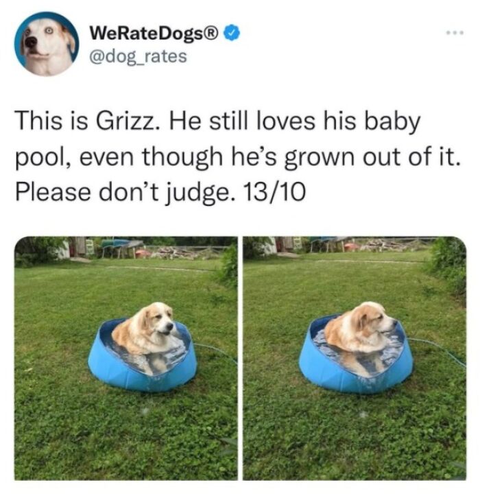 Dog Toy Maker BARK Shared 35 Relatable Memes That Prove They Know Their Target Audience Well Dog Toy Maker BARK Shared 35 Relatable Memes That Prove They Know Their Target Audience Well
