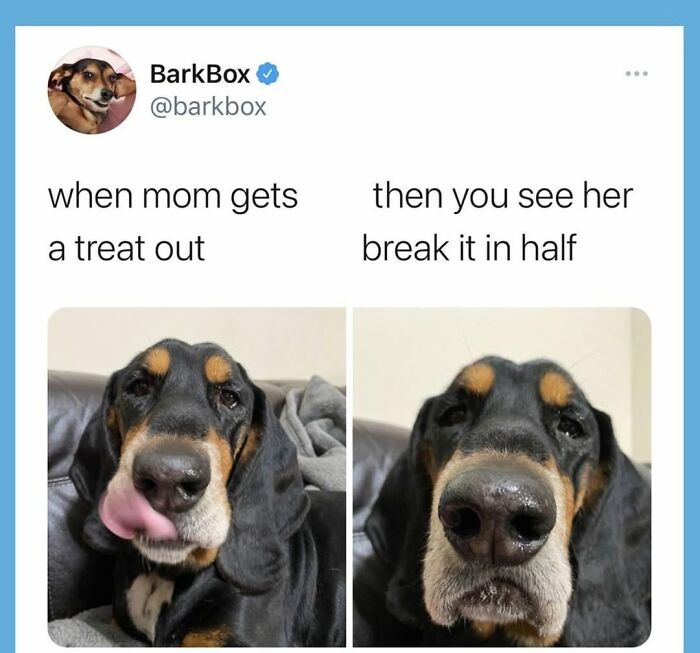 Dog Toy Maker BARK Shared 35 Relatable Memes That Prove They Know Their Target Audience Well Dog Toy Maker BARK Shared 35 Relatable Memes That Prove They Know Their Target Audience Well