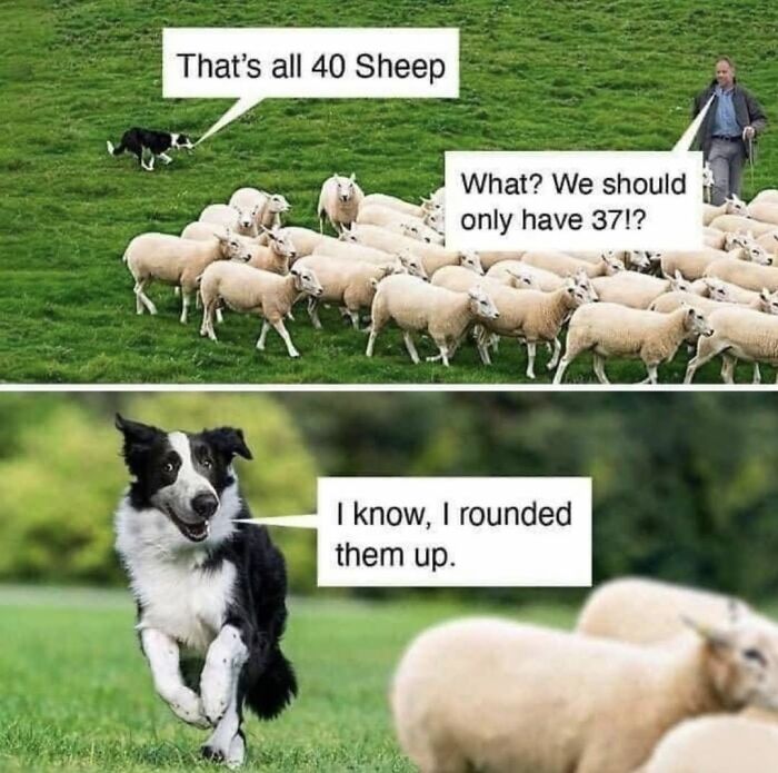 Dog Toy Maker BARK Shared 35 Relatable Memes That Prove They Know Their Target Audience Well Dog Toy Maker BARK Shared 35 Relatable Memes That Prove They Know Their Target Audience Well