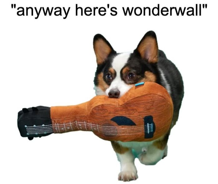 Dog Toy Maker BARK Shared 35 Relatable Memes That Prove They Know Their Target Audience Well Dog Toy Maker BARK Shared 35 Relatable Memes That Prove They Know Their Target Audience Well
