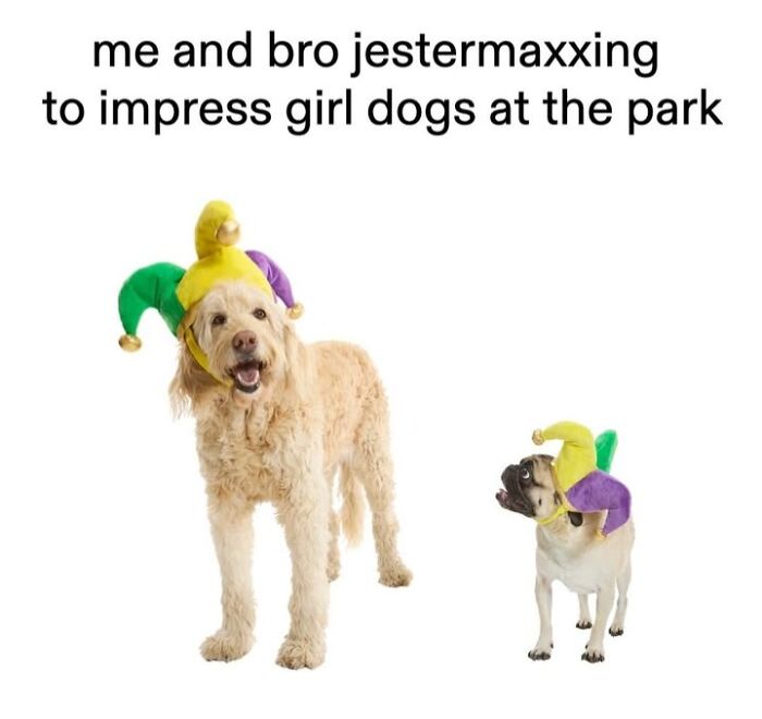 Dog Toy Maker BARK Shared 35 Relatable Memes That Prove They Know Their Target Audience Well Dog Toy Maker BARK Shared 35 Relatable Memes That Prove They Know Their Target Audience Well