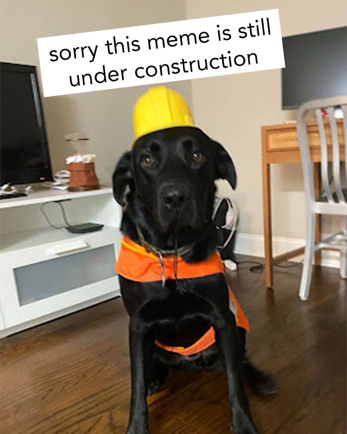 Dog Toy Maker BARK Shared 35 Relatable Memes That Prove They Know Their Target Audience Well Dog Toy Maker BARK Shared 35 Relatable Memes That Prove They Know Their Target Audience Well