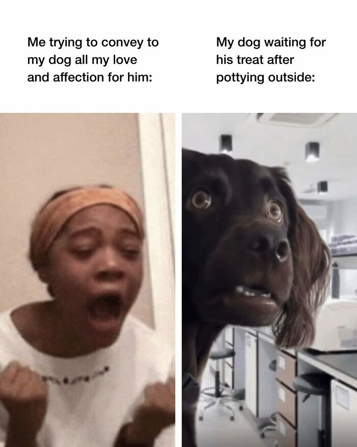 Dog Toy Maker BARK Shared 35 Relatable Memes That Prove They Know Their Target Audience Well Dog Toy Maker BARK Shared 35 Relatable Memes That Prove They Know Their Target Audience Well