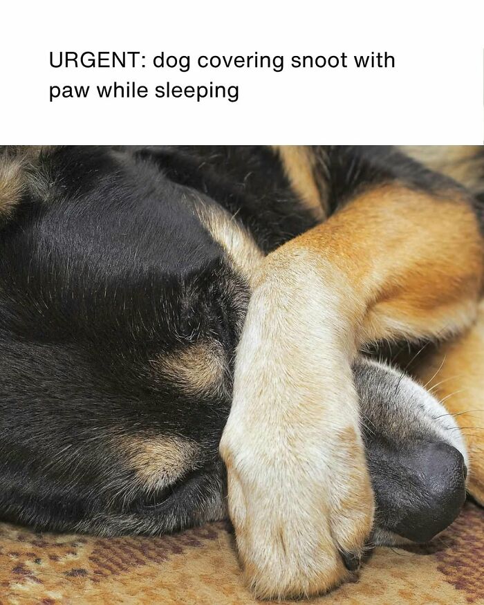 Dog Toy Maker BARK Shared 35 Relatable Memes That Prove They Know Their Target Audience Well Dog Toy Maker BARK Shared 35 Relatable Memes That Prove They Know Their Target Audience Well