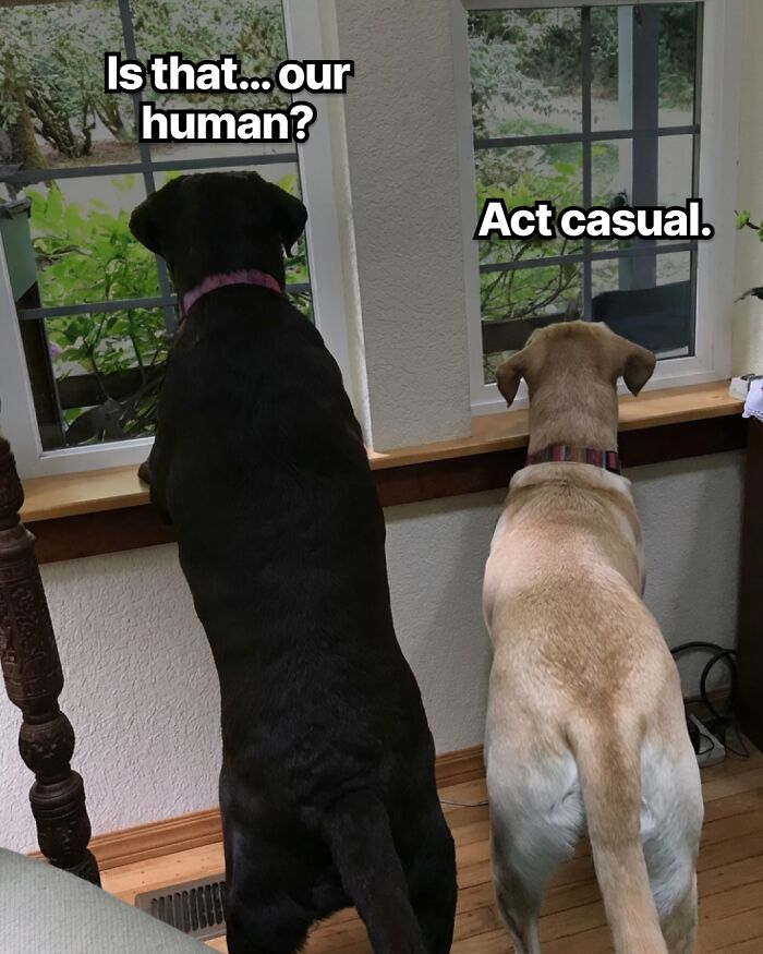 Dog Toy Maker BARK Shared 35 Relatable Memes That Prove They Know Their Target Audience Well Dog Toy Maker BARK Shared 35 Relatable Memes That Prove They Know Their Target Audience Well