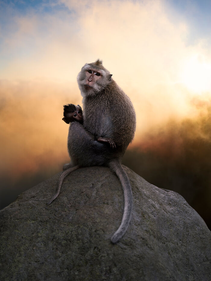 Nature Photo Awards 2026: 50 Spectacular Photos That Show Animals In Their Wildest Moments