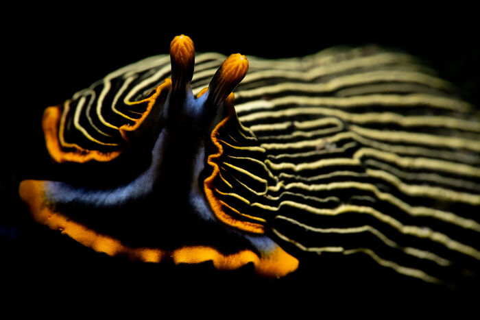 Nature Photo Awards 2026: 50 Spectacular Photos That Show Animals In Their Wildest Moments