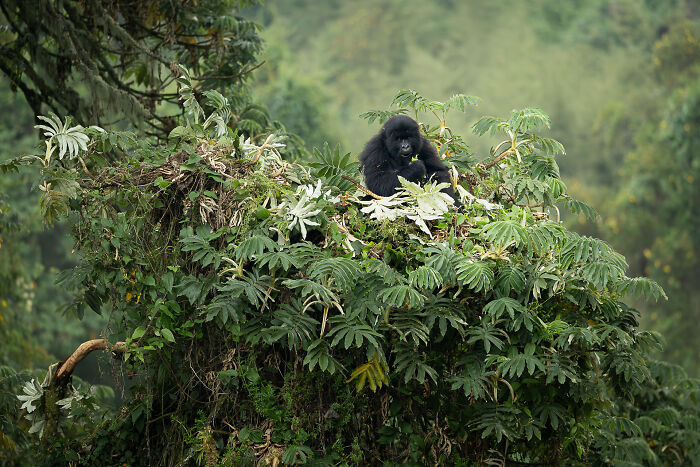 Nature Photo Awards 2026: 50 Spectacular Photos That Show Animals In Their Wildest Moments