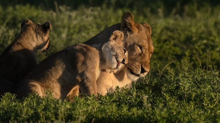 Nature Photo Awards 2026: 50 Spectacular Photos That Show Animals In Their Wildest Moments