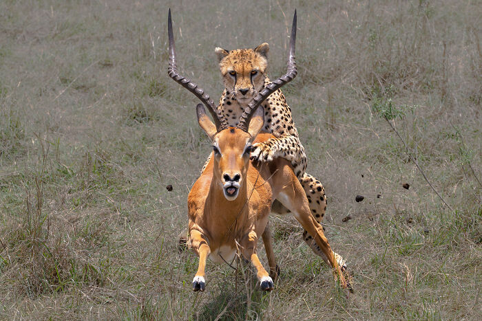 Nature Photo Awards 2026: 50 Spectacular Photos That Show Animals In Their Wildest Moments