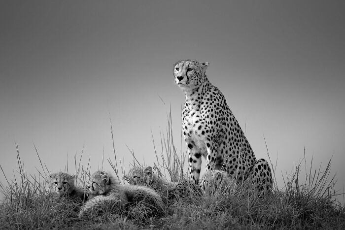 Nature Photo Awards 2026: 50 Spectacular Photos That Show Animals In Their Wildest Moments