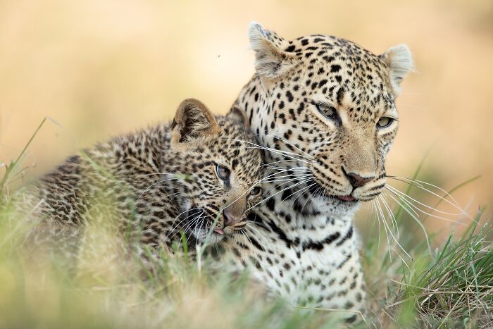 Nature Photo Awards 2026: 50 Spectacular Photos That Show Animals In Their Wildest Moments