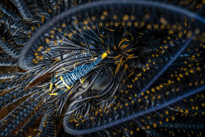 Nature Photo Awards 2026: 50 Spectacular Photos That Show Animals In Their Wildest Moments
