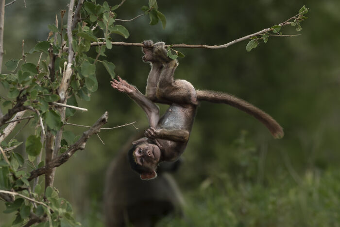 Nature Photo Awards 2026: 50 Spectacular Photos That Show Animals In Their Wildest Moments
