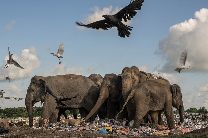 Nature Photo Awards 2026: 50 Spectacular Photos That Show Animals In Their Wildest Moments