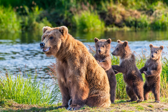 Nature Photo Awards 2026: 50 Spectacular Photos That Show Animals In Their Wildest Moments