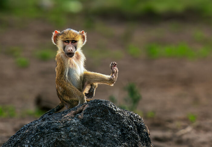 Nature Photo Awards 2026: 50 Spectacular Photos That Show Animals In Their Wildest Moments