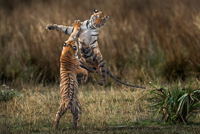 Nature Photo Awards 2026: 50 Spectacular Photos That Show Animals In Their Wildest Moments
