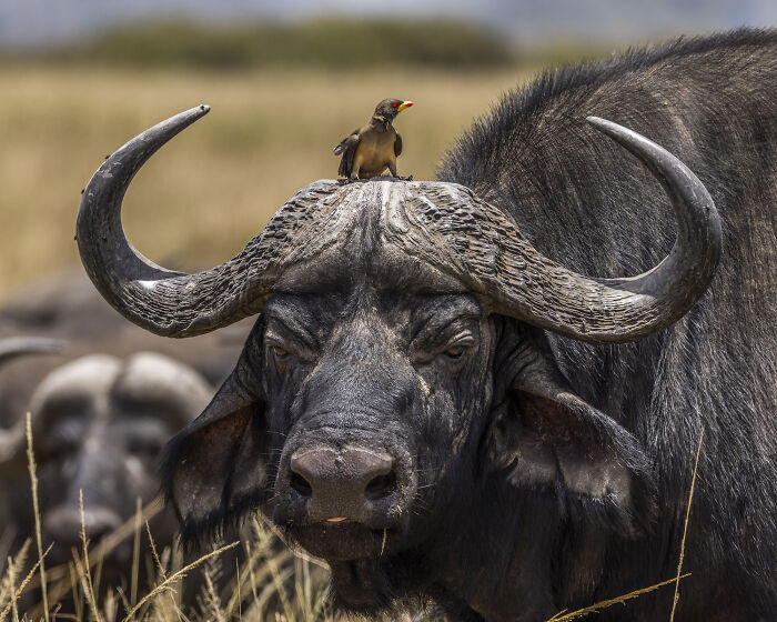 Nature Photo Awards 2026: 50 Spectacular Photos That Show Animals In Their Wildest Moments
