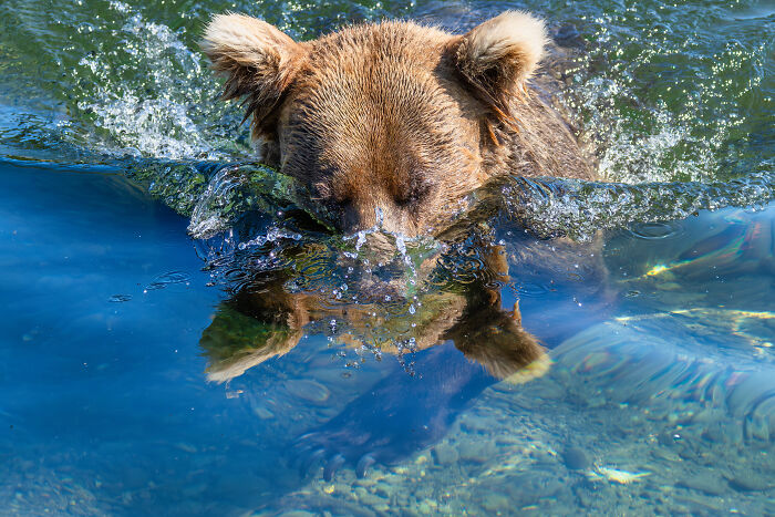 Nature Photo Awards 2026: 50 Spectacular Photos That Show Animals In Their Wildest Moments