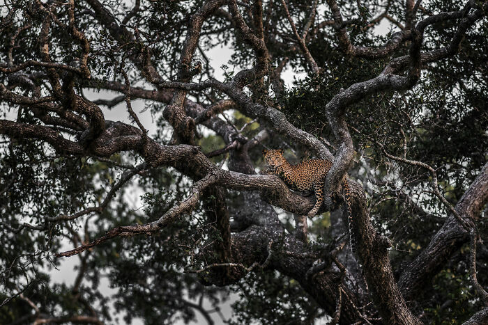 Nature Photo Awards 2026: 50 Spectacular Photos That Show Animals In Their Wildest Moments