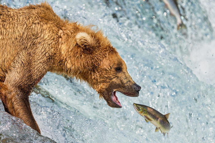 Nature Photo Awards 2026: 50 Spectacular Photos That Show Animals In Their Wildest Moments