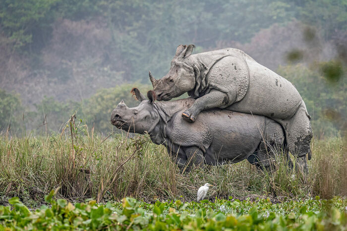 Nature Photo Awards 2026: 50 Spectacular Photos That Show Animals In Their Wildest Moments