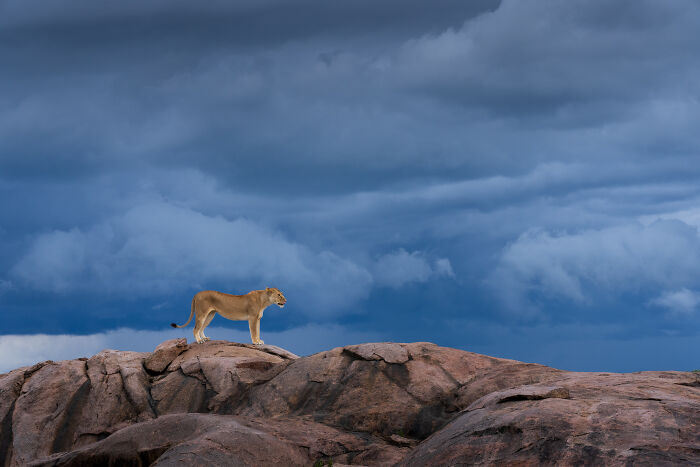 Nature Photo Awards 2026: 50 Spectacular Photos That Show Animals In Their Wildest Moments