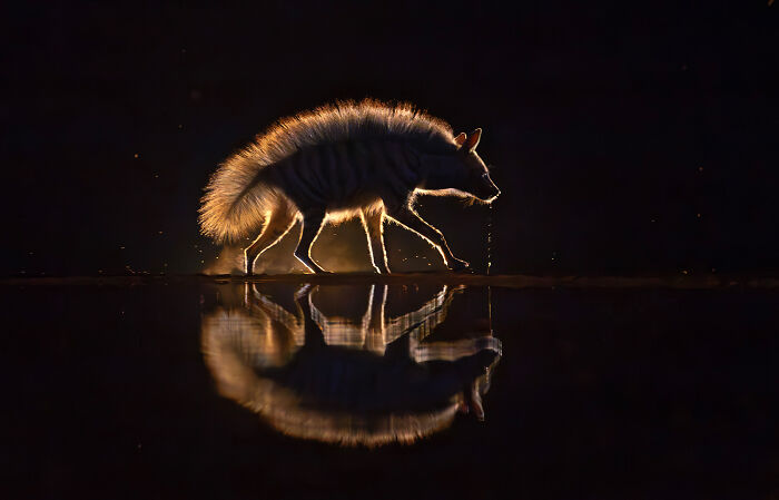 Nature Photo Awards 2026: 50 Spectacular Photos That Show Animals In Their Wildest Moments