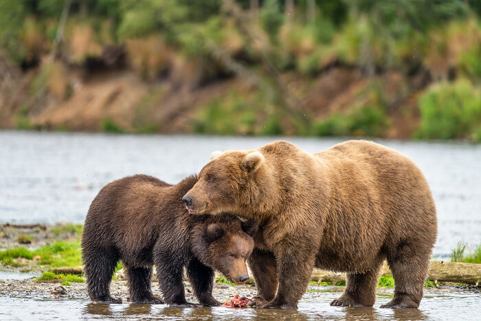 Nature Photo Awards 2026: 50 Spectacular Photos That Show Animals In Their Wildest Moments