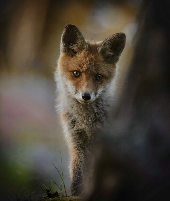 Nature Photo Awards 2026: 50 Spectacular Photos That Show Animals In Their Wildest Moments