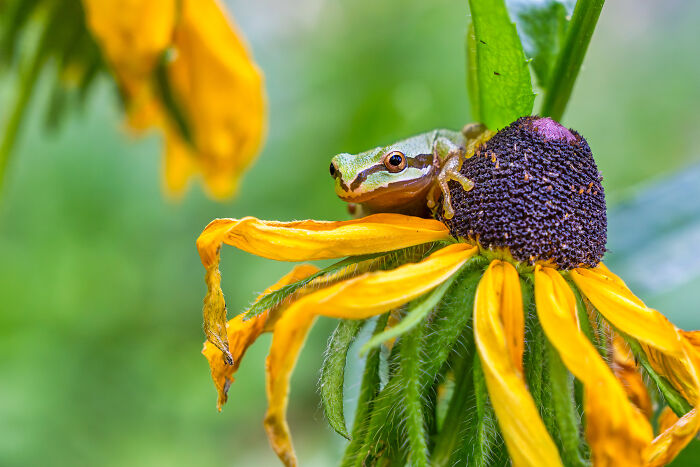 Nature Photo Awards 2026: 50 Spectacular Photos That Show Animals In Their Wildest Moments