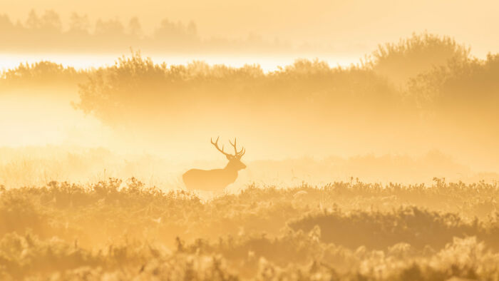 Nature Photo Awards 2026: 50 Spectacular Photos That Show Animals In Their Wildest Moments