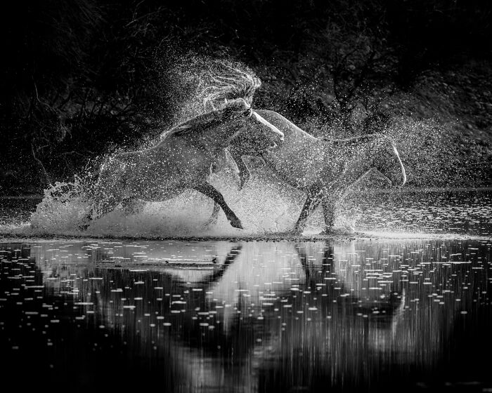 Nature Photo Awards 2026: 50 Spectacular Photos That Show Animals In Their Wildest Moments