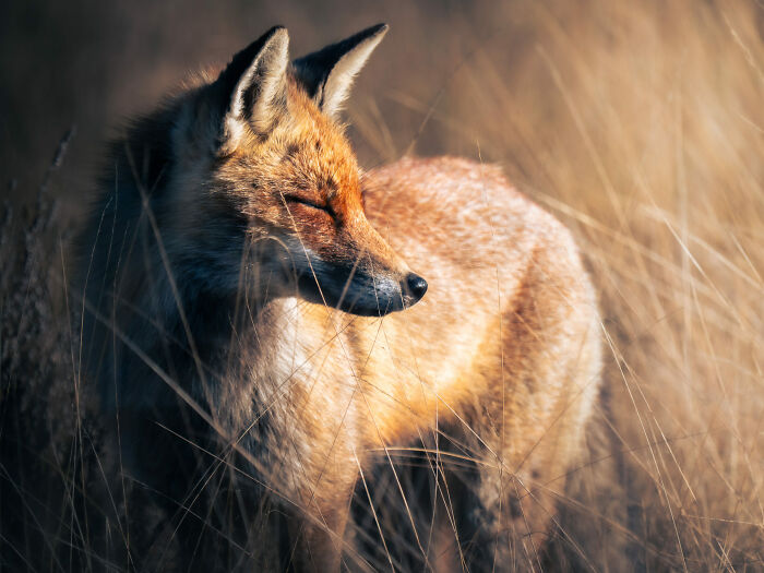 Nature Photo Awards 2026: 50 Spectacular Photos That Show Animals In Their Wildest Moments