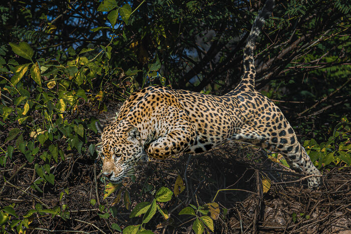 Nature Photo Awards 2026: 50 Spectacular Photos That Show Animals In Their Wildest Moments