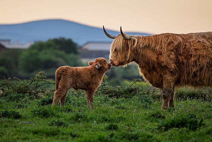 Nature Photo Awards 2026: 50 Spectacular Photos That Show Animals In Their Wildest Moments