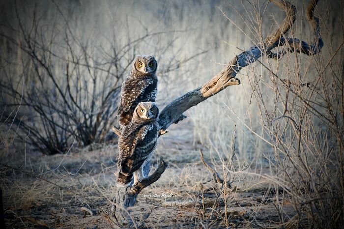 Nature Photo Awards 2026: 50 Spectacular Photos That Show Animals In Their Wildest Moments