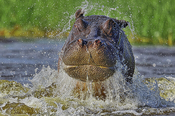Nature Photo Awards 2026: 50 Spectacular Photos That Show Animals In Their Wildest Moments