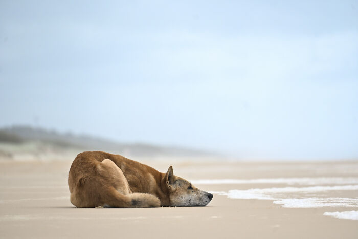 Nature Photo Awards 2026: 50 Spectacular Photos That Show Animals In Their Wildest Moments