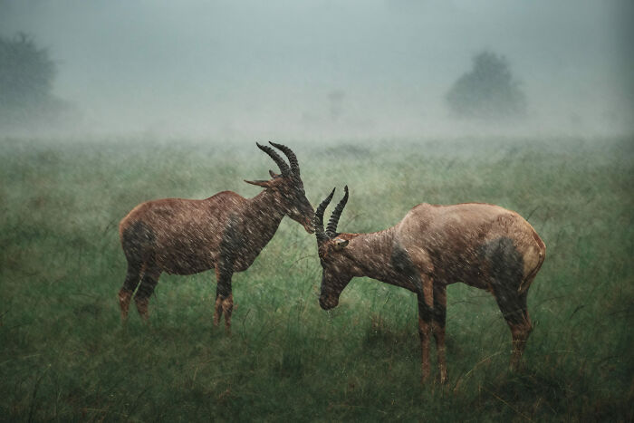 Nature Photo Awards 2026: 50 Spectacular Photos That Show Animals In Their Wildest Moments