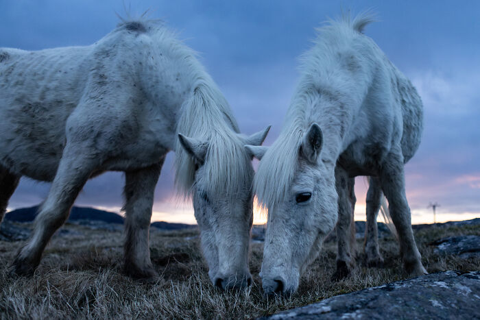 Nature Photo Awards 2026: 50 Spectacular Photos That Show Animals In Their Wildest Moments