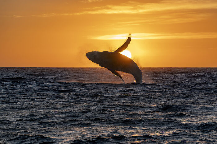 Nature Photo Awards 2026: 50 Spectacular Photos That Show Animals In Their Wildest Moments