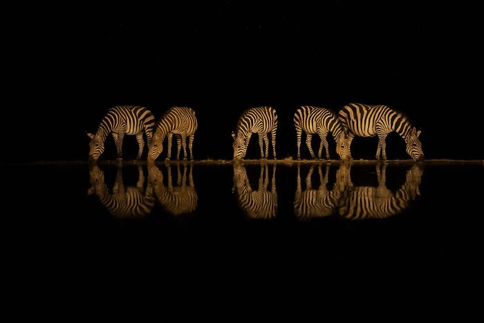 Nature Photo Awards 2026: 50 Spectacular Photos That Show Animals In Their Wildest Moments
