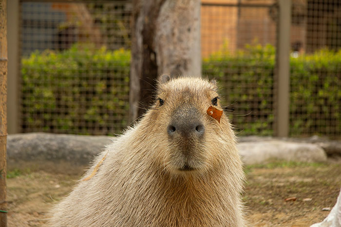 Meet The 80 Kilogram Rodent Who Became The Unofficial Mascot Of Not Caring What You Think Meet The 80 Kilogram Rodent Who Became The Unofficial Mascot Of Not Caring What You Think