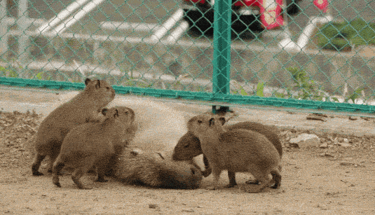 Meet The 80 Kilogram Rodent Who Became The Unofficial Mascot Of Not Caring What You Think Meet The 80 Kilogram Rodent Who Became The Unofficial Mascot Of Not Caring What You Think