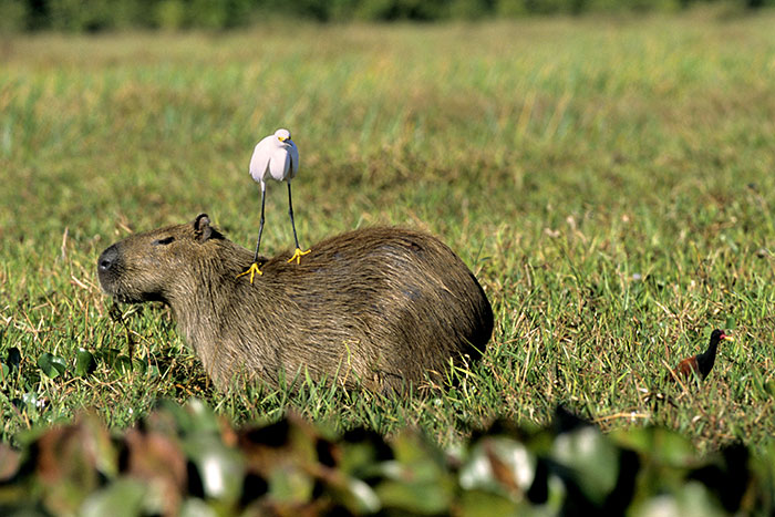 Meet The 80 Kilogram Rodent Who Became The Unofficial Mascot Of Not Caring What You Think Meet The 80 Kilogram Rodent Who Became The Unofficial Mascot Of Not Caring What You Think
