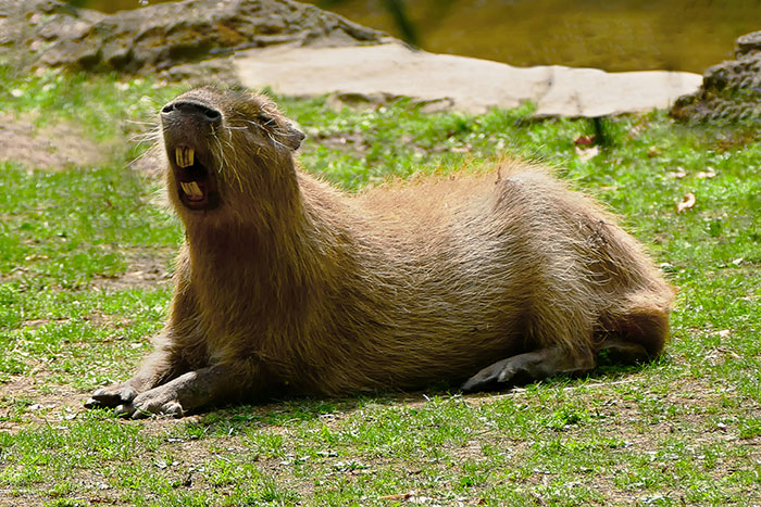 Meet The 80 Kilogram Rodent Who Became The Unofficial Mascot Of Not Caring What You Think Meet The 80 Kilogram Rodent Who Became The Unofficial Mascot Of Not Caring What You Think