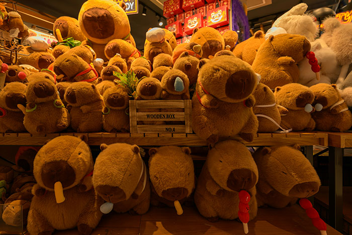 Meet The 80 Kilogram Rodent Who Became The Unofficial Mascot Of Not Caring What You Think Meet The 80 Kilogram Rodent Who Became The Unofficial Mascot Of Not Caring What You Think